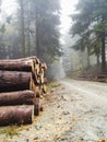Pile of lumber in pine forest Royalty Free Stock Photo