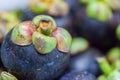 Pile Of Mangosteen Fruit