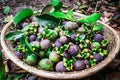 A pile of mangosteen fruit in a rattan basket