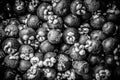 Pile of Mangosteen in Monochrome