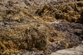 Pile of manure in the countryside. Heap of dung on the farm yard