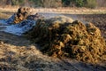 A pile of manure ready to spread across the field. in winter it emits heat which is visible in the form of a steaming cloud. straw