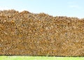 pile of many cut logs for the production of building materials and timber Royalty Free Stock Photo