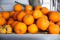 Pile of many ripe orange bright pumpkins on trailer cart against straw hay at pumpkin farm yard. Halloween thanksgiving Royalty Free Stock Photo