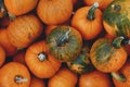 Pile of many small orange `Little Halloween` pumpkins Royalty Free Stock Photo