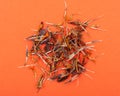 Pile of Marigold Dry Seeds Mexican marigold, Aztec marigold, African marigold on orange . Tagetes erecta. Daisy family