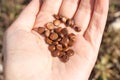 A pile of marsh iris Iris pseudacorus seeds on a farmer`s hand in the garden