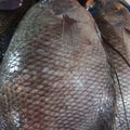 A pile of medium-sized tilapia fish being sold in the market by traders