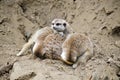 Pile of Meerkats Royalty Free Stock Photo