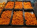 Pile of mini china honey mandarin orange.