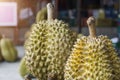 The pile of `Mon thong` Durian is king of fruit in Thai market