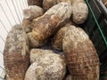 Pile or mound of large brown taro root vegetables in market