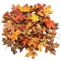 A Pile of Multicolored Autumn Leaves Royalty Free Stock Photo