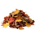 A Pile of Multicolored Autumn Leaves Royalty Free Stock Photo