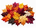 Pile of Multicolored Autumn Maple Leaves with Varying Textures on White Background Royalty Free Stock Photo