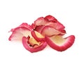 Pile of multiple rose petals