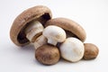 Pile of mushrooms Royalty Free Stock Photo