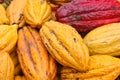 Pile of natural fresh harvested cocoa pods.