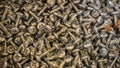 Pile of new black self-tapping screws closeup Royalty Free Stock Photo