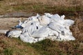 Pile of new and old white sandbags left in local family house backyard to be used as temporary flood protection