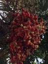 a pile of nipah fruit on a tree Royalty Free Stock Photo