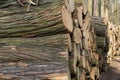 Pile of oak logs in forest Royalty Free Stock Photo