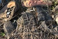 A pile of old abandoned shoes that have long been in the grass Royalty Free Stock Photo