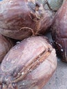 pile of old brown coconuts Royalty Free Stock Photo