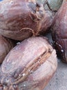 pile of old brown coconuts Royalty Free Stock Photo