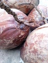 pile of old brown coconuts Royalty Free Stock Photo