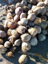 A pile of old brown coconuts washed up on the beach Royalty Free Stock Photo