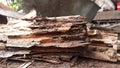 Old and dilapidated wood piles that have been destroyed by termites and moths,