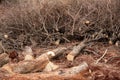 Pile of old and dry wood and branches exudes a sense of nostalgia, reminiscent of past seasons and changes in the landscape