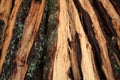 Pile of old firewood Royalty Free Stock Photo