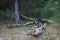 A pile of old logs forgotten in the forest after felling. Not far from the old place of loading sawn logs on timber trucks.