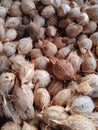 A pile of old peeled coconuts Excellent Royalty Free Stock Photo