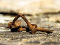 Pile of rusty nails Royalty Free Stock Photo