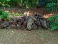 A Pile of Old Tree Logs Placed on a Plain Soil Royalty Free Stock Photo