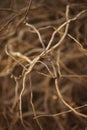 Pile of old weeping willow tree branches in a spring garden