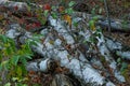 old white birch logs in a forest Royalty Free Stock Photo