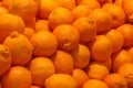 A pile of orange Clementines fruits or minneola tangelo