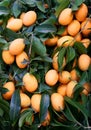 A pile of orange marian plum and dark green leaf covering, in other name are plum mango or gandaria