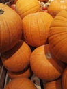 Pile of orange pumpkins