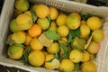 Pile of oranges with green leaves in basket. Royalty Free Stock Photo