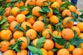 Pile of oranges with leaves Royalty Free Stock Photo