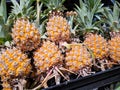 A pile of tropical pineapple fruit in a tray and selling at the food market. Royalty Free Stock Photo