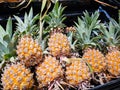 Pile of organic baby pineapple fruit display Tropical fruits, Healthy and vitamin food Royalty Free Stock Photo