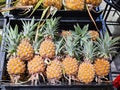 Pile of organic baby pineapple fruit display Tropical fruits Royalty Free Stock Photo