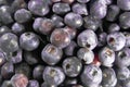 Many Blueberries