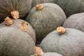 Pile of organic green pumpkins at market. Royalty Free Stock Photo